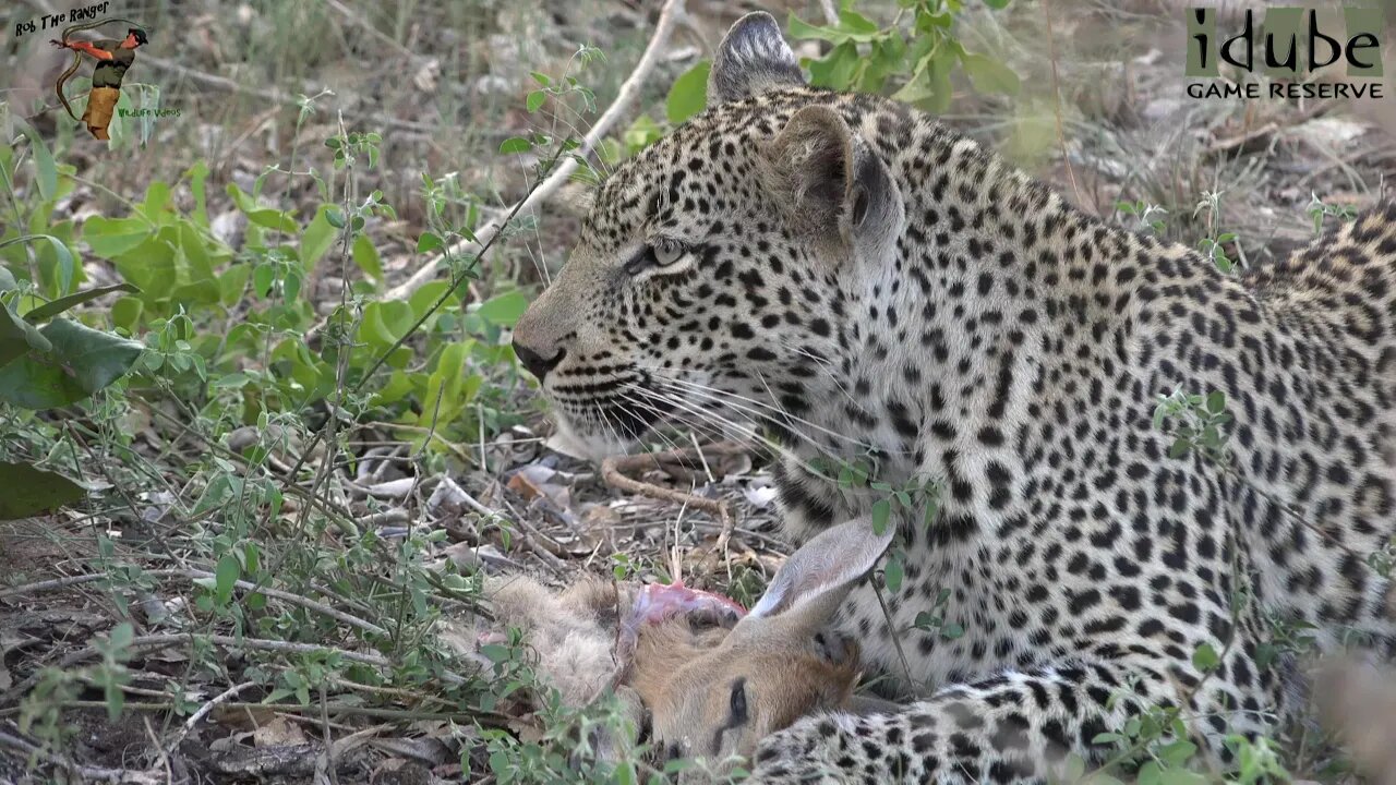 Scotia Female Leopard Eats A Duiker