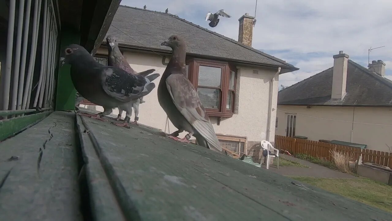 Young birds Entering the loft after a short toss 7 miles .