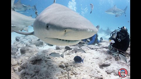 Bull Shark Video