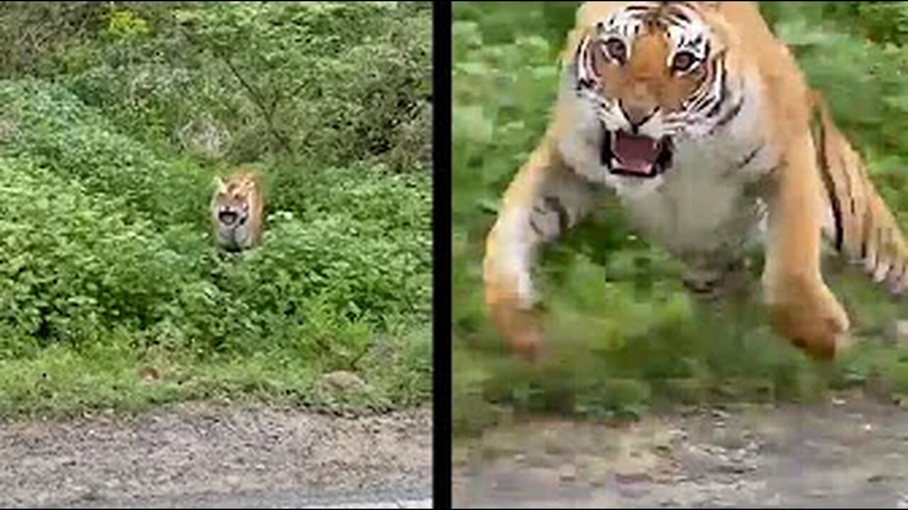 Up Close & Personal With DANGEROUS Wild Animals
