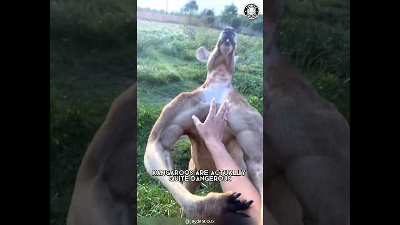 Kangaroo 🦘 The Not-So-Cuddly Critters!