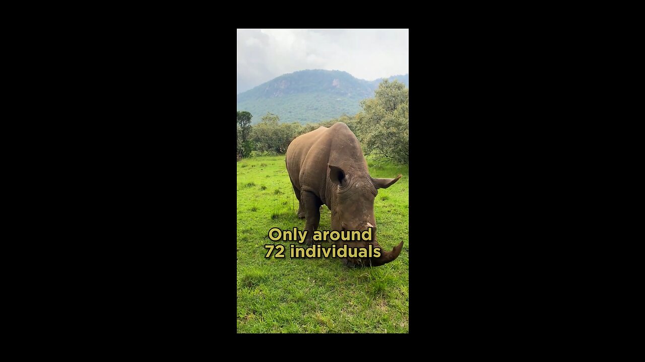 5 Rare Animals that could extinct by 2030 😢ðŸ˜