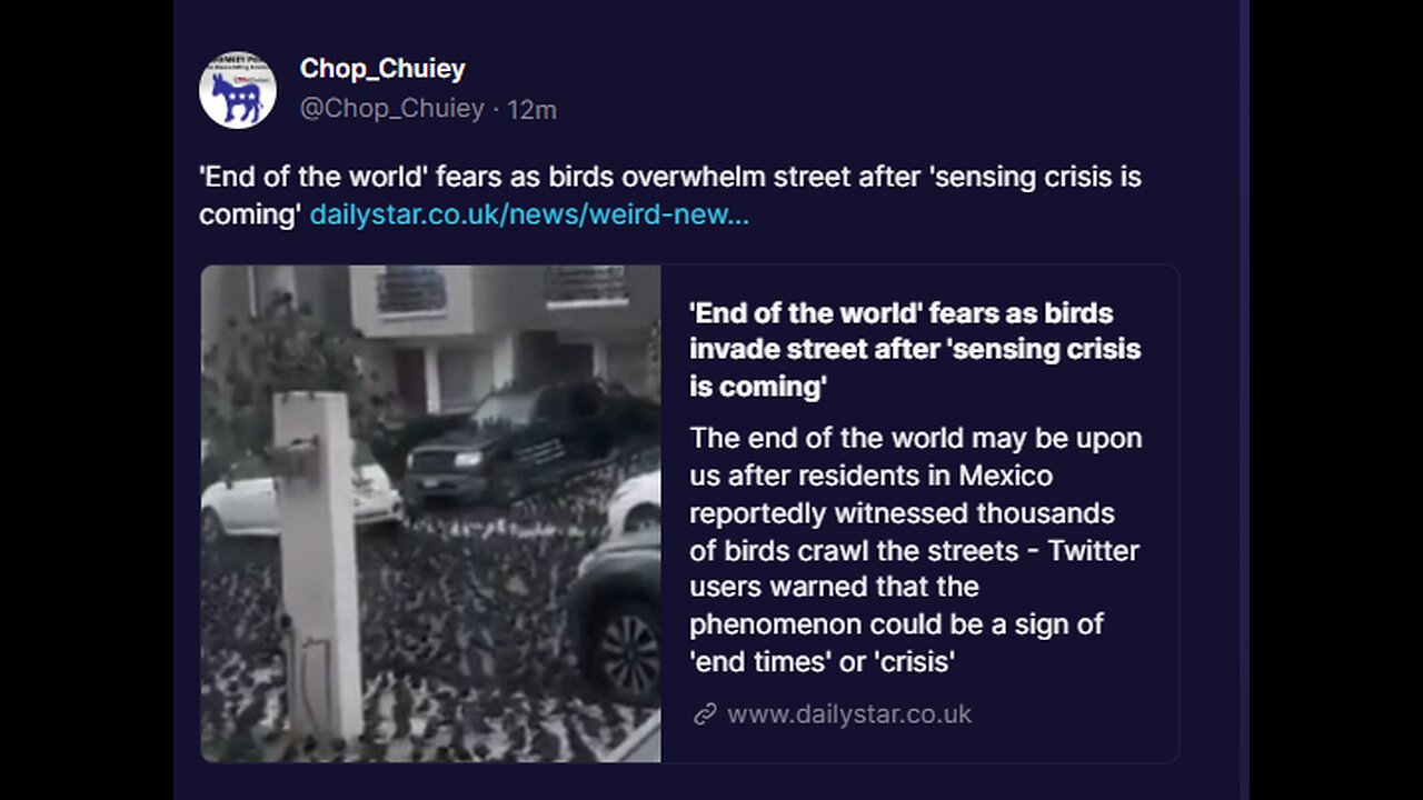 'End of the world' fears as birds overwhelm street after 'sensing crisis is coming'