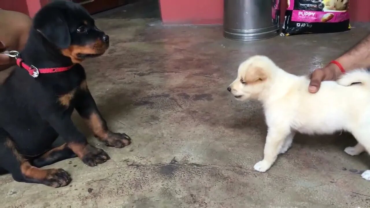 🐕 Rottweiler puppy with Pomeriyan puppy #shorts