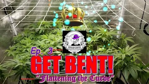 GET BENT! Ep.3 "Flattening the Curve" #SOUTHBAYGENETICS #SPIDERFARMER #ROYALKUSH7BX2 👸👑🍍❄🔥💨🔨 Day 6