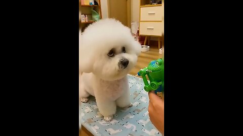 Funny Dog || Cute Dog