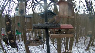 Pileated Woodpecker Pair - Brown feathered female