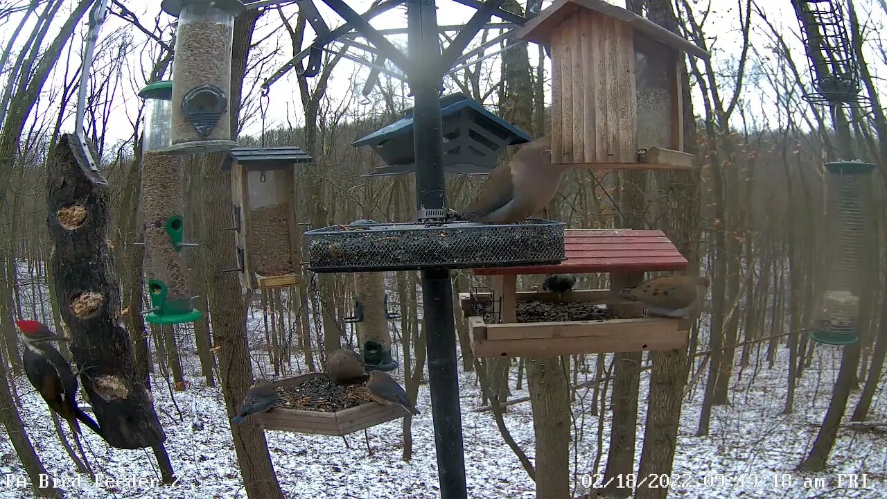 Pileated Woodpecker Pair - Brown feathered female