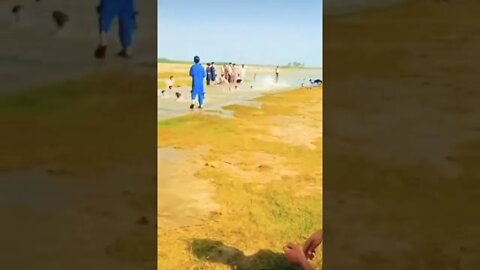Dog make them swim 🤣🤣🤣