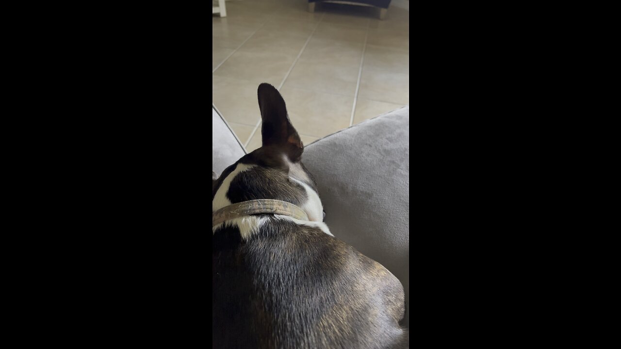 Post Pool Time Puppy Snores. #4K #DolbyVisionHDR #Frenchie #BostonTerrier #Frenchton #Snoring #Snor