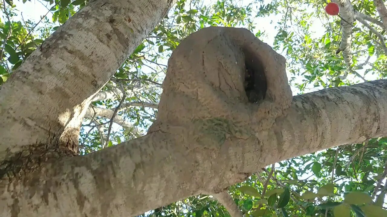 Casinha de joão de barro