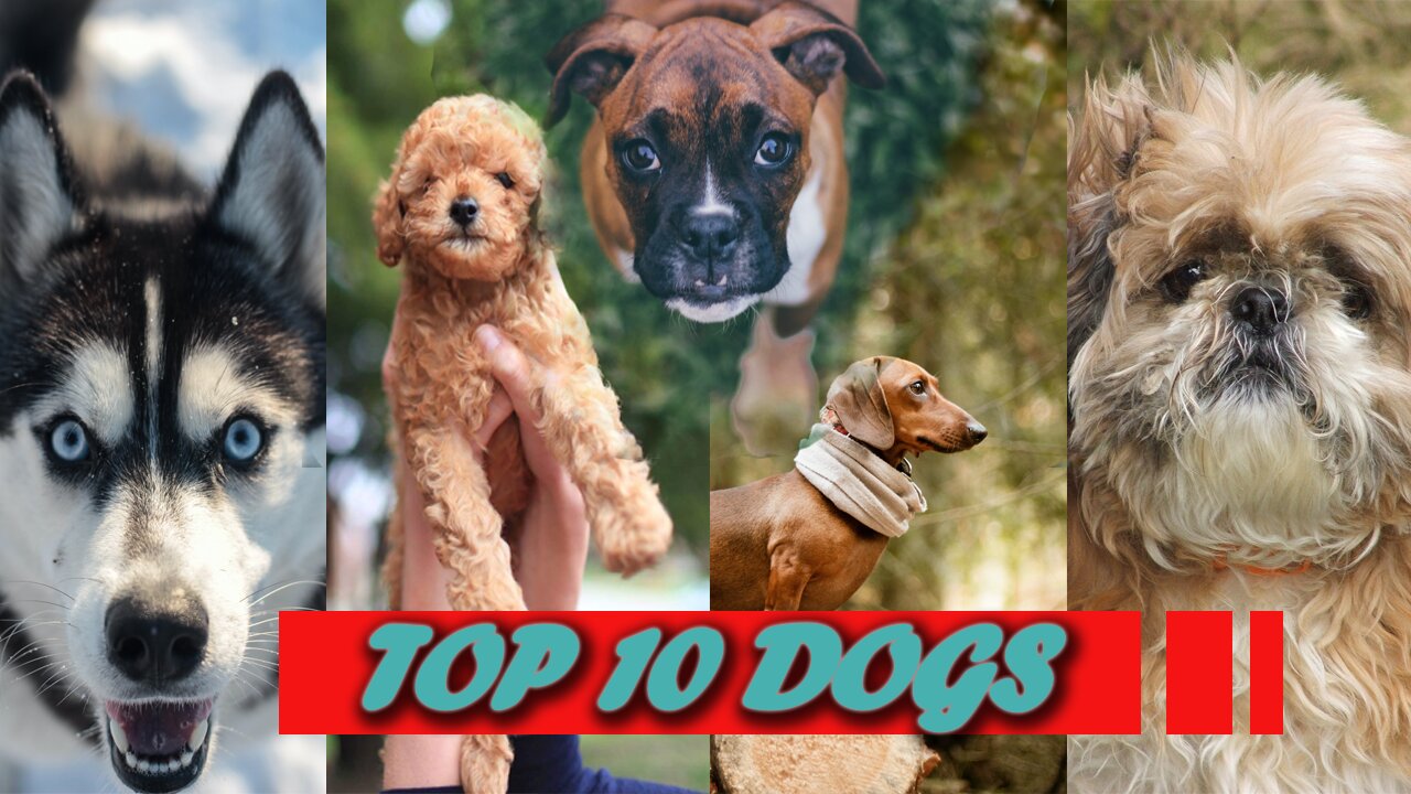 The World's 10 most popular DOG'S breeds /Top 10