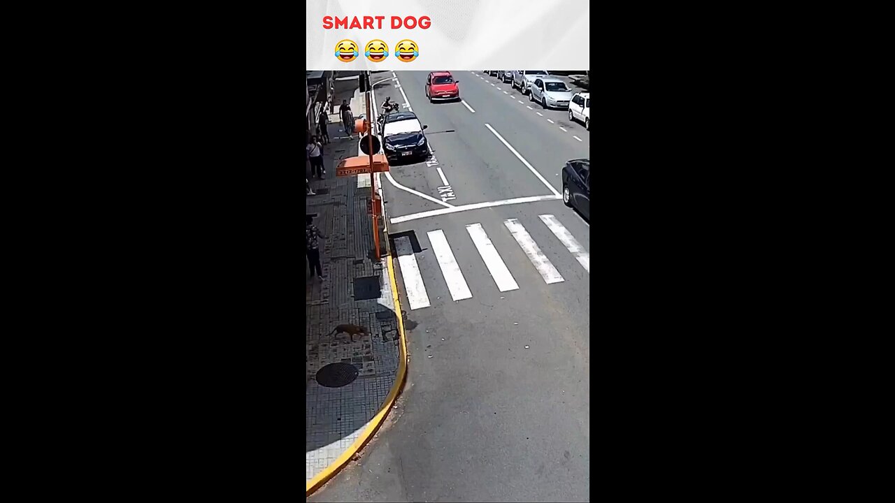Funny dog video