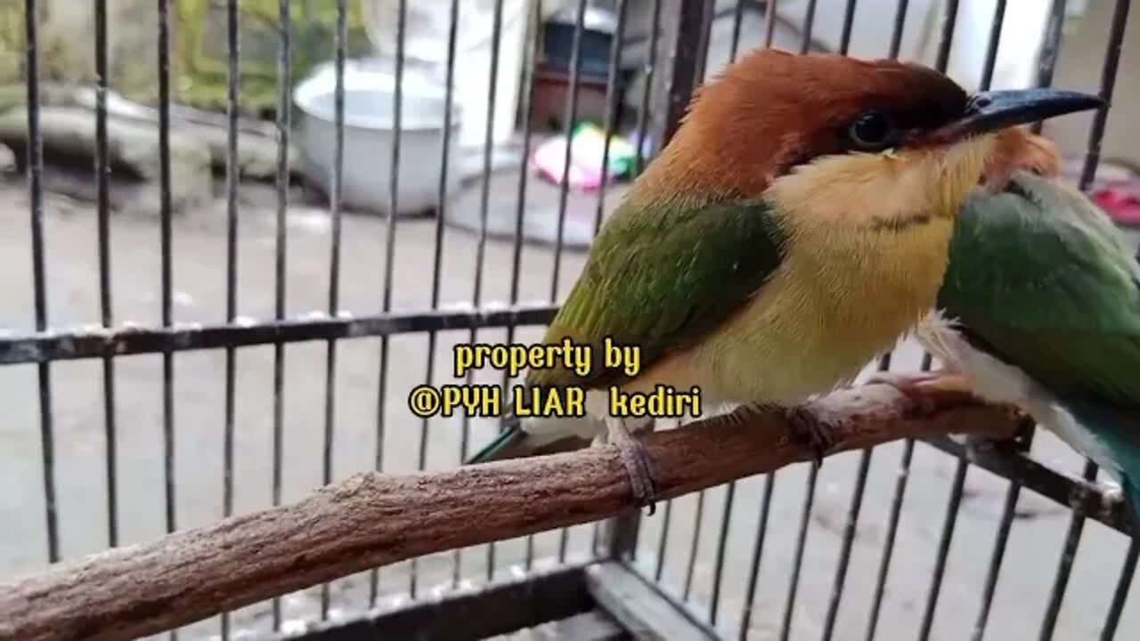 di kasih anak burung dari aa irfan.... #anakburung #PYH_LIAR_kediri #aviaridehakim #irfanhakim