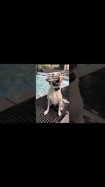 Yellow Lab Learning to Swim. Largest Dog Only Pool in America.