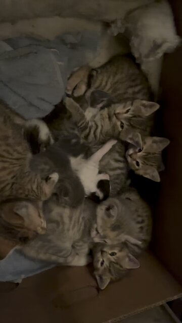 Kittens From 3 Different Litters 🐈 Anyone want A Kitten? #kittens #furbabies #catlovers #barncats