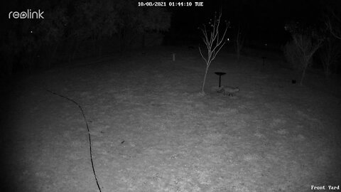 Fox looking for food in yard