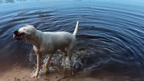 Dogo Argentino and Doberman help their youngest Pack Member fetch sticks [GUWD#21]