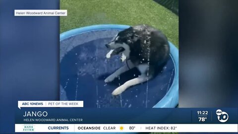 Pet of the Week: Jango