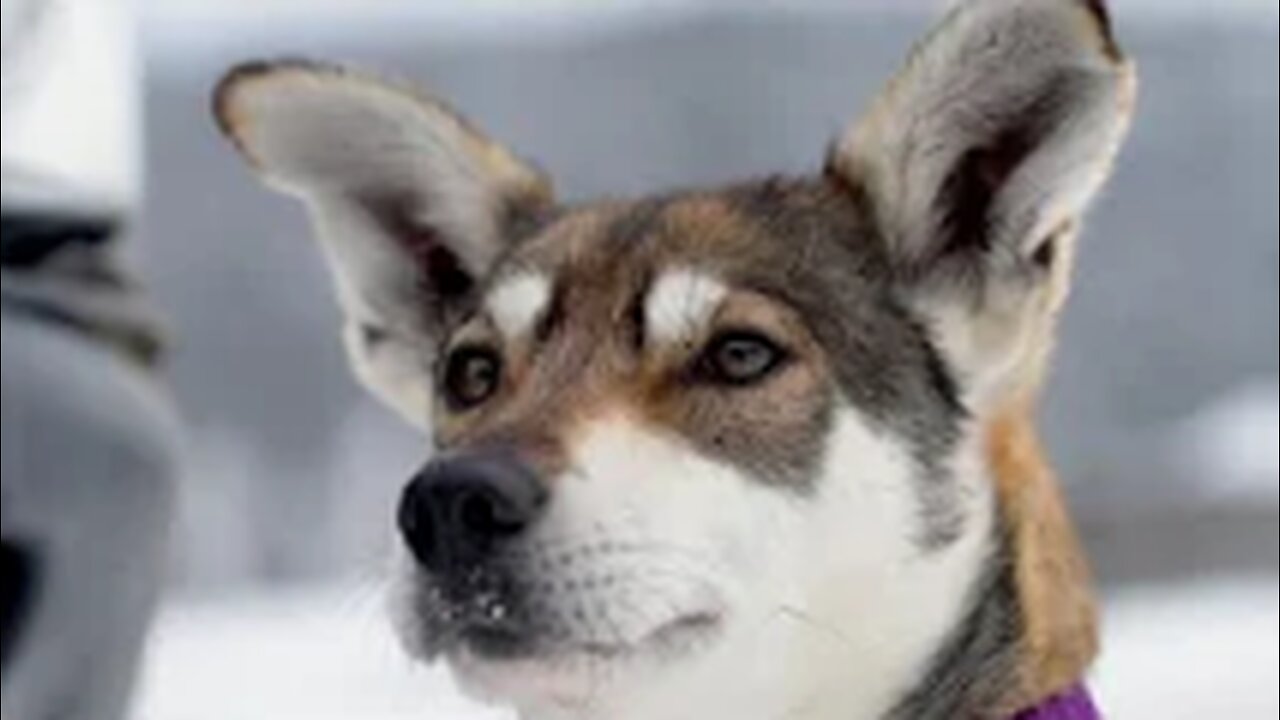 Canada’s 450-mile dog race through its frozen north - BBC News