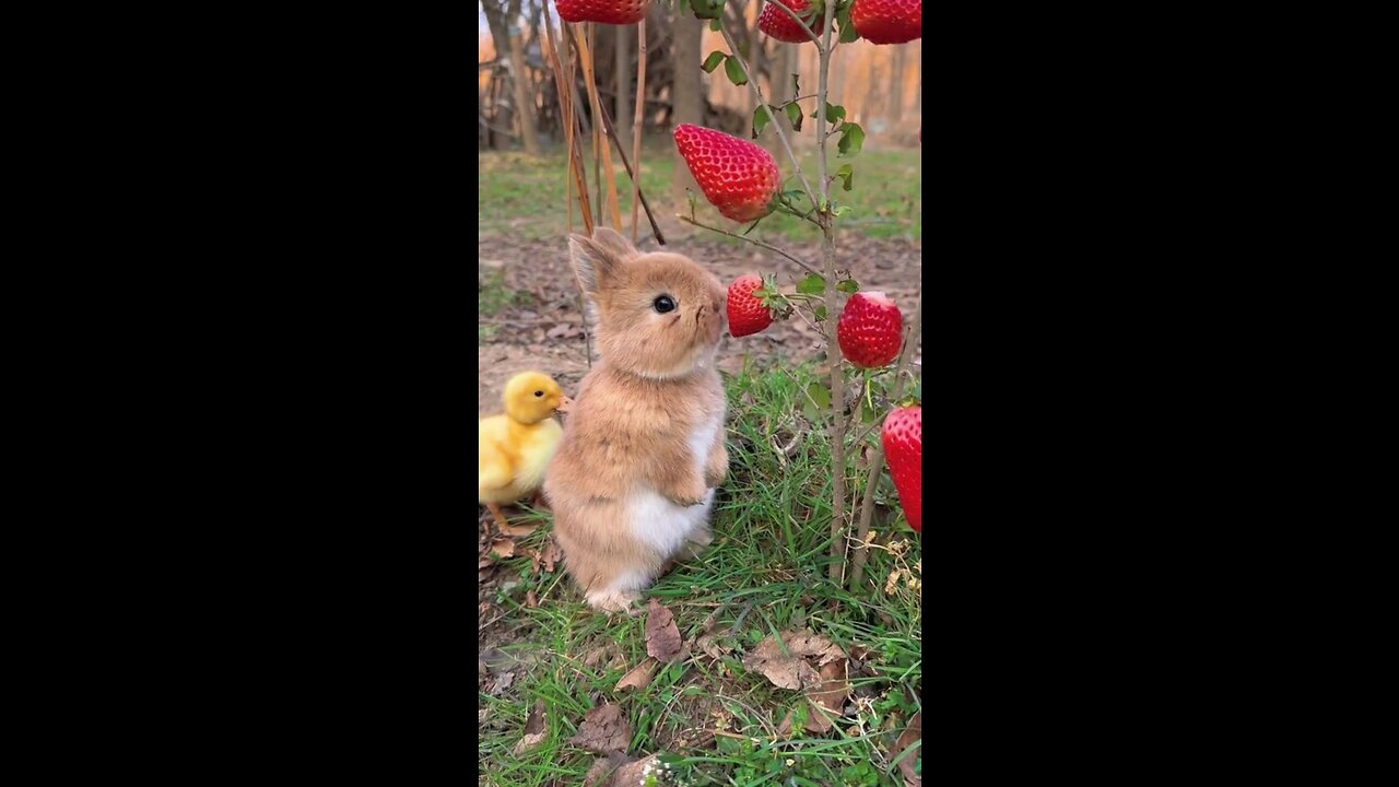 The little duckling is watching the cute bunny eating