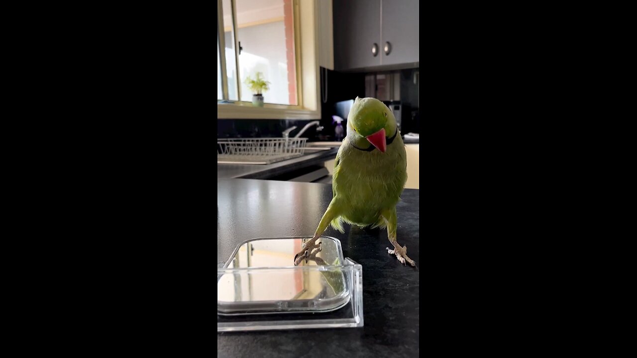 Funny parrot saying peek-a-boo