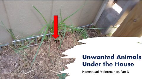 Unwanted Animals Under The House