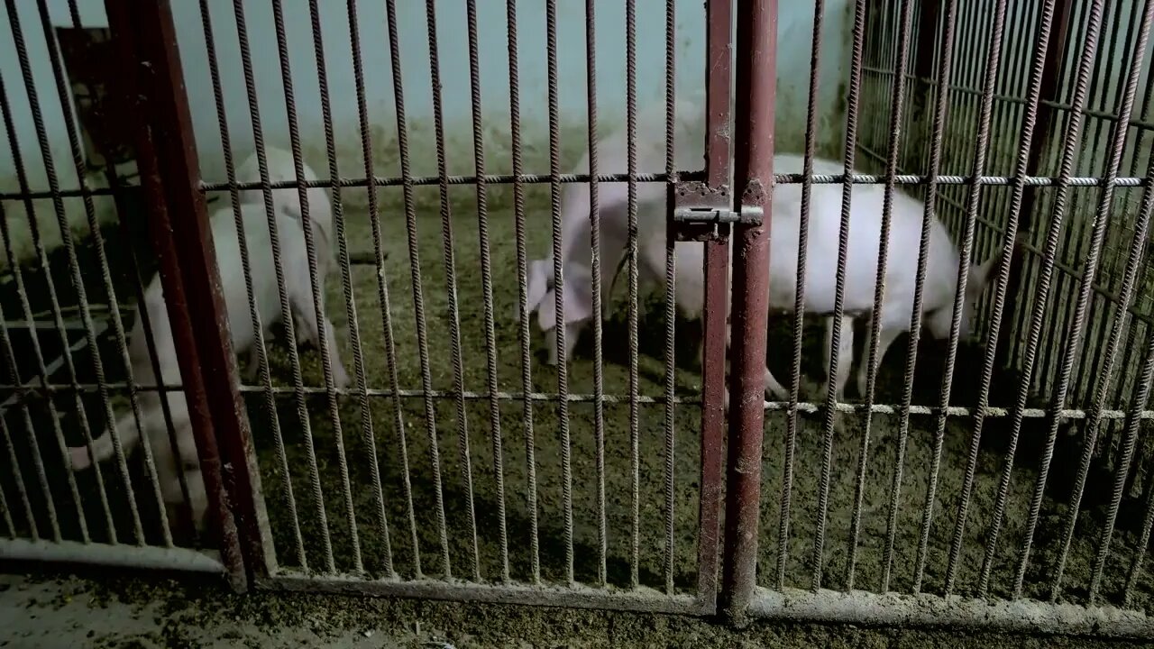 Pigs in the cage at animal farm. Four piglets staying in mud at rural eco-farm. The pork industry c