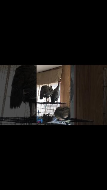 Female guinea fowl call