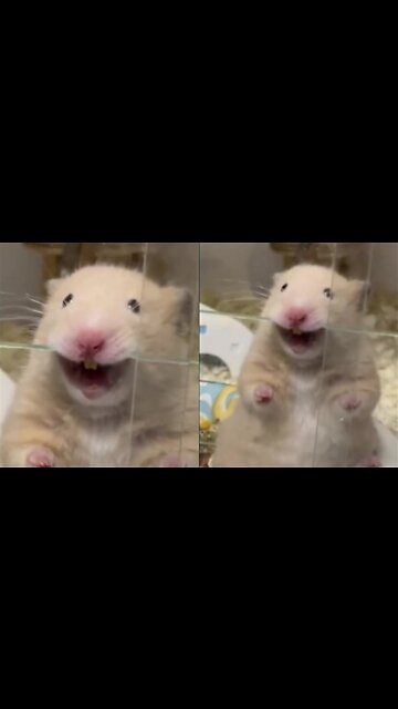 Hamster Chillin' out While Biting The Glass.