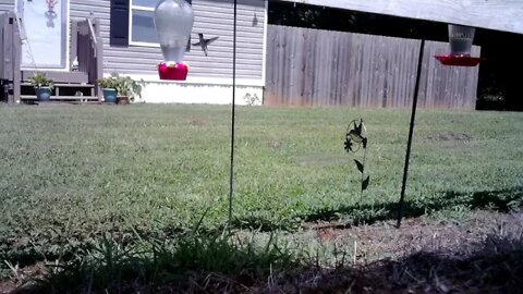 Hummingbird courtship activity