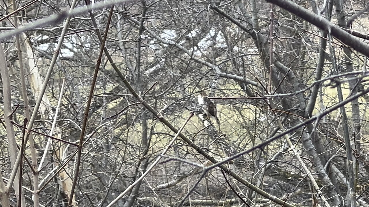 Hard to track Hawk James Gardens Toronto