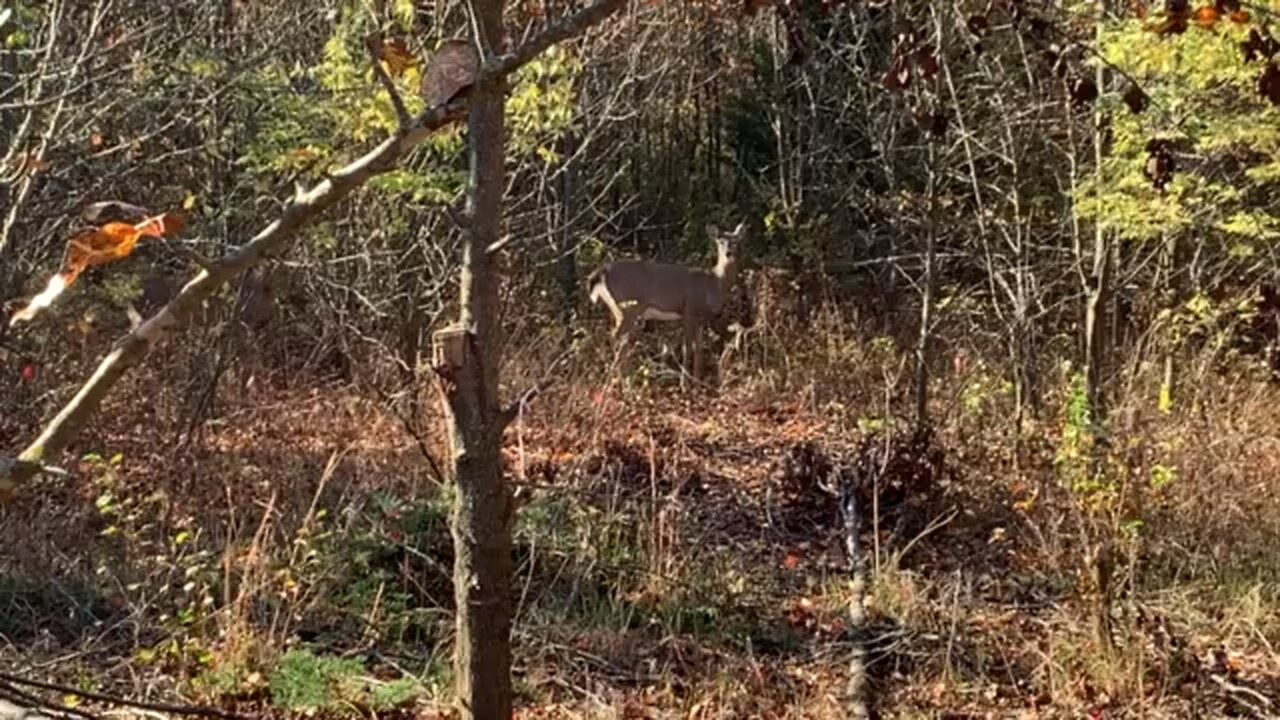 Kansas Deer