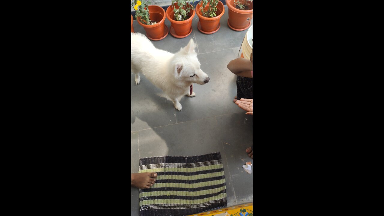 Dog eating ice-cream 🍨