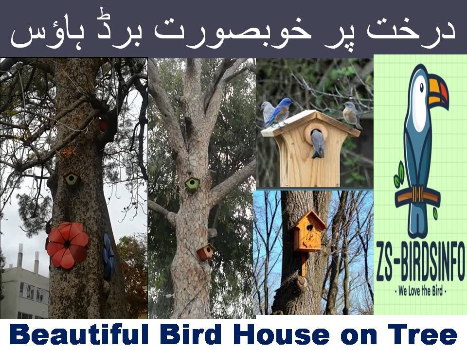 درخت پر خوبصورت برڈ ہاؤسBird House on Tree.