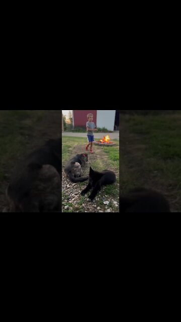 Peaceful Way To End A Day Of Hard Work. 🐺🔥 #farm #homestead #lycanshepherd #shepherdmix