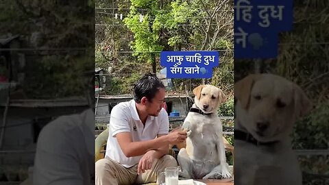 Smart Dog Powerful scenes -💯❤️