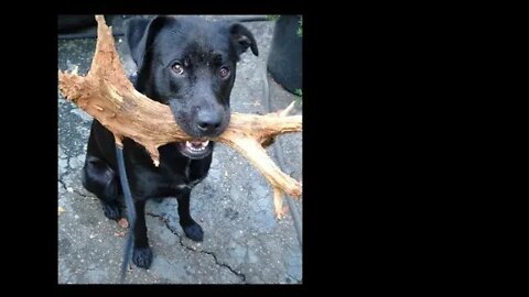 27Aug22 - Mandy & Liz fired/quit -Reviewing their impact on Murdaugh Saga -Tinsley's case is now DOA