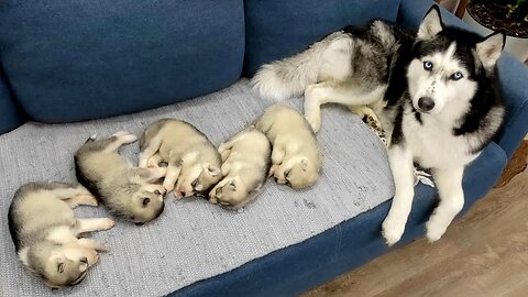 Baby husky howling cute