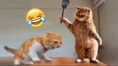 Funniest video of 2023 😂 funny cat 😺 #cute #cat #short