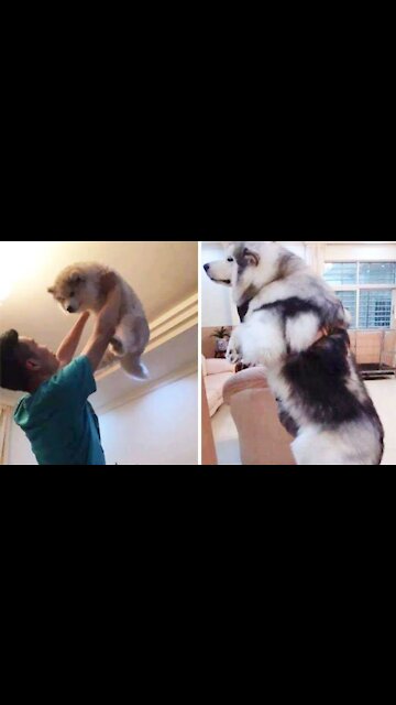 dogs before and after