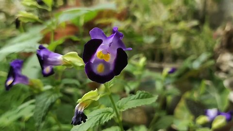 goddess wish you success in japan