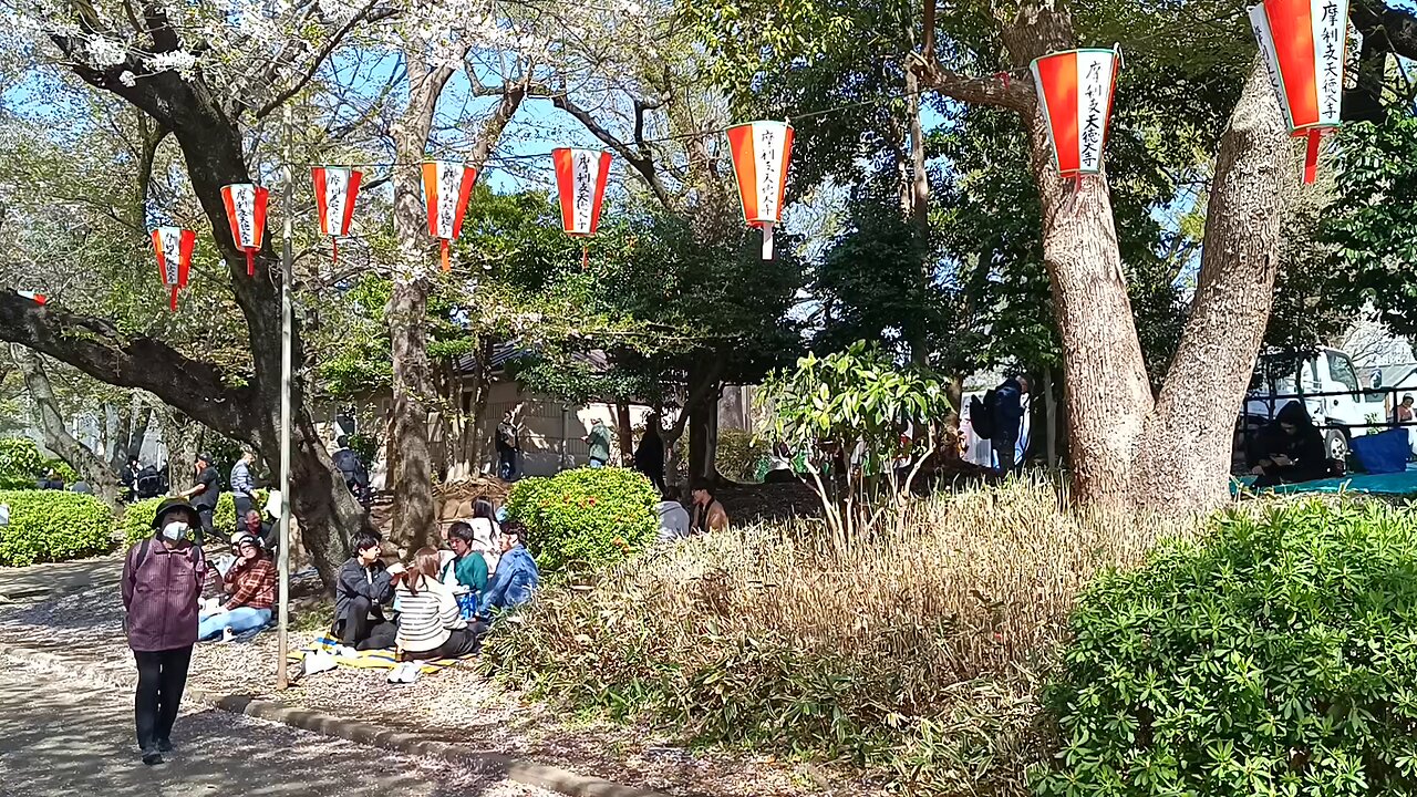 Cherry blossoms falling in Ueno Park