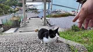 When I went to the shrine on the hill of Cat Island, a cat came walking up from below.