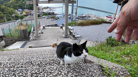 When I went to the shrine on the hill of Cat Island, a cat came walking up from below.