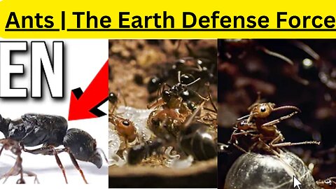 Most Informative Ants Force Video