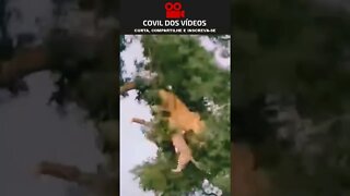 leão e leopardo brigando em cima de uma arvore 😮😮😮