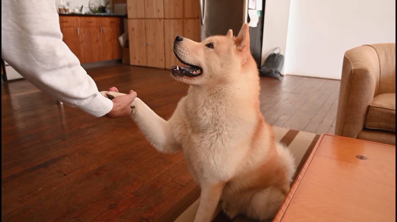 Dog shakes owner's hand while following his command
