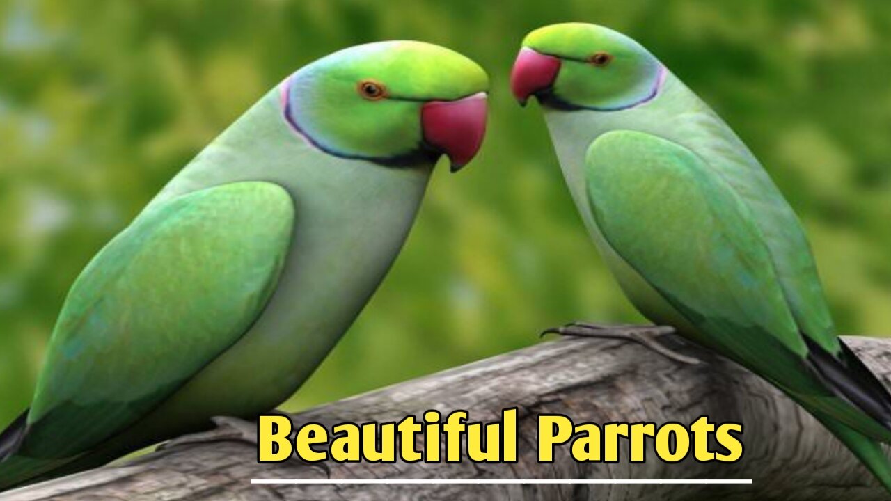 Beautiful parrots !?