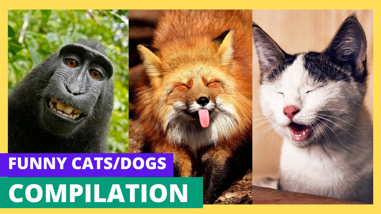 You Won't Believe What These Cats/Dogs Doing - Funny Videos 2023